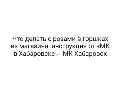 Что делать с розами в горшках из магазина: инструкция от «МК в Хабаровске» — МК Хабаровск